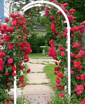 арка из красных роз в саду