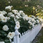 белые розы в палисаднике