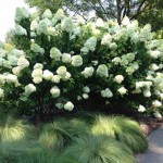 цветущие белые кусты как элемент оформления сада