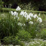 белые ирисы в саду