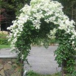 арка из белых цветов в саду