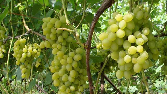 шпалеры для винограда своими руками