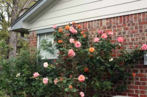 розы в саду обрезка