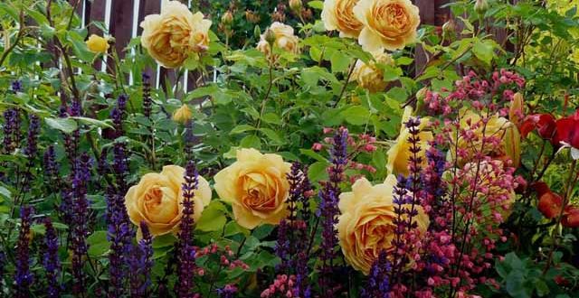 розы в саду