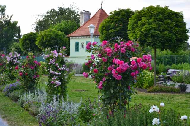 розы в саду и около дома