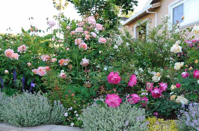 розы в саду полив и уход