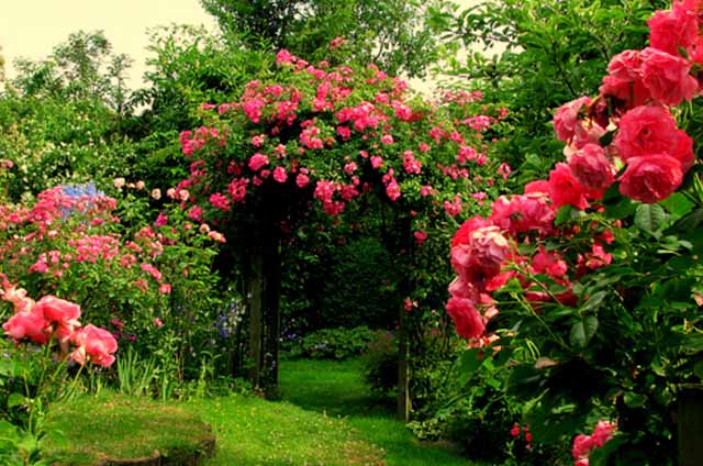 розы в саду удобрения