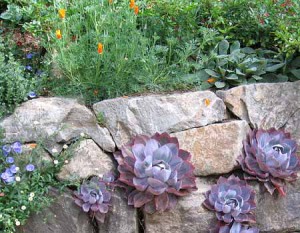 верикальная композиция из цветов на опроной стенке в саду