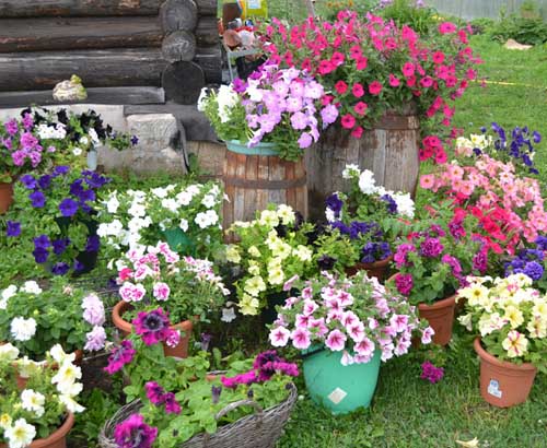 Дачный участок: 33 красивых цветника на даче