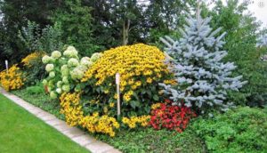 как украсить садовый участок хвойными растениями