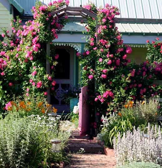 плетистые розы около дома фото
