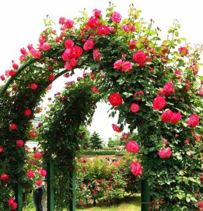как вырастить красивые розы в саду