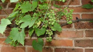 как сделать виноград на стене
