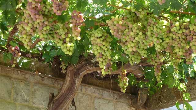 Шпалеры для винограда своими руками из металла