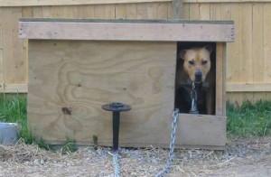 утепленная будка для собаки