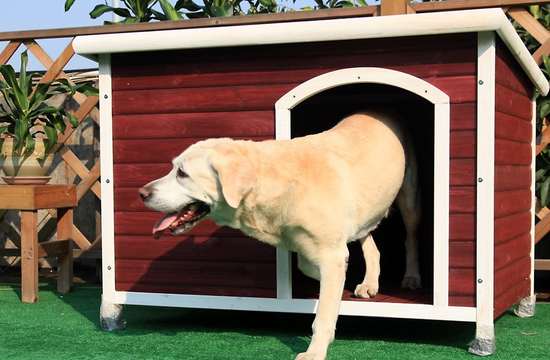 Как построить будку для собаки своими руками пошагово с фото простую на зиму пошаговая инструкция