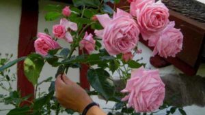 как вырастить розу из букета в домашних условиях