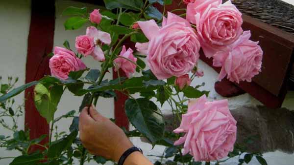 как вырастить розу из букета в домашних условиях