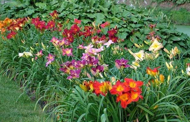 Лилейники крупноцветковые лучшие сорта: посадка и уход